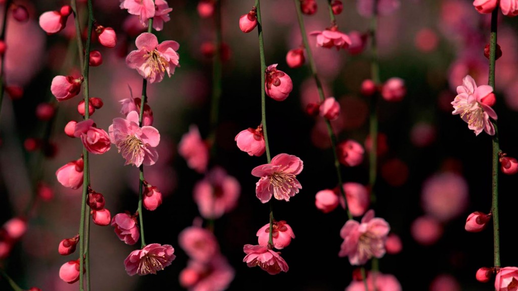florista_004